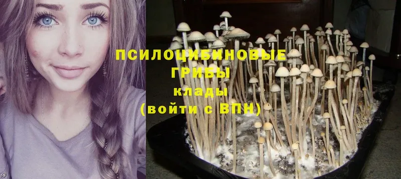 omg   Анжеро-Судженск  Галлюциногенные грибы Magic Shrooms 